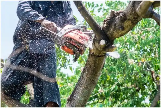 tree services Eagleville